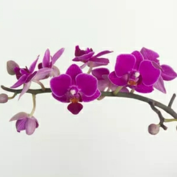 Meet your Posher, Fati - Picture 1 of 1